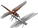 00030(1).PNG