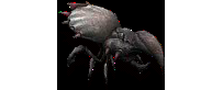 虫144