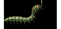 虫63
