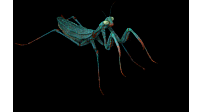 虫23