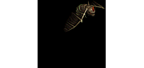 虫41